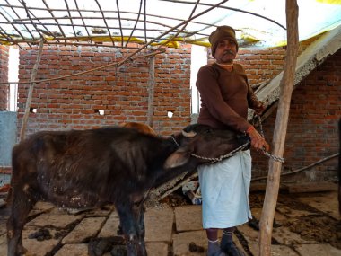 DISTRICT KATNI, INDIA - 4 HAZİRAN 2020: Yerel mandırasında bufalo halatı bağlayan yaşlı bir mandıra çiftçisi, Hint tarım sahnesi.