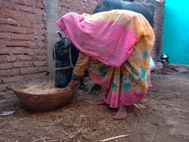 DISTRICT KATNI, INDIA - 04 Ocak 2020: Mandıra çiftçisi bir kadın yerel mandırasında bufalolara kuru ot veriyor, bir Hint tarım sahnesi.