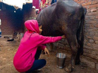 DISTRICT KATNI, INDIA - 4 HAZİRAN 2020: Bir mandıra çiftçisi küçük bir kız mandırasını kendi mandırasında sağıyor, Hintli bir tarım sahnesi.