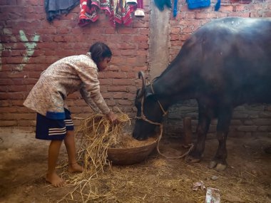 DISTRICT KATNI, INDIA - 4 HAZİRAN 2020: Mandıra çiftçisi bir kız, yerel süt çiftliğinde bufalolara kuru çimen teklif ediyor, Hintli bir tarım sahnesi.
