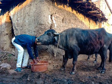 DISTRICT KATNI, INDIA - 4 HAZİRAN 2020: Bir süt çiftçisi erkek, yerel süt çiftliğinde bufalolara kuru ot teklif ediyor, bir Asya çiftliği sahnesi.