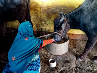 DISTRICT KATNI, INDIA - 4 HAZİRAN 2020: Bir sütçü kadın çiftçi, yerel mandırasında bufalolara kuru ot sunuyor, bir Hint çiftçiliği sahnesi.