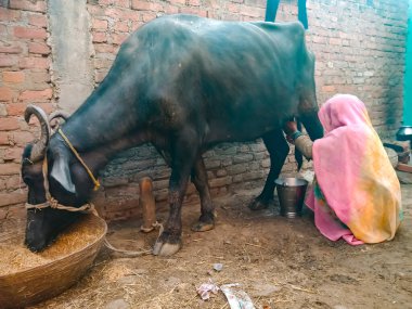 DISTRICT KATNI, INDIA - 4 HAZİRAN 2020: Mandırasında bufalolarını sağan bir mandıra çiftçisi kadın, Hint tarım sahnesi.