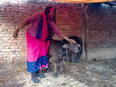 DISTRICT KATNI, INDIA - 4 HAZİRAN 2020: Yerel mandırasında bufalo beslemeyi seven bir kadın mandıra çiftçisi, Hint çiftçiliği sahnesi.
