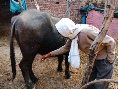 DISTRICT KATNI, INDIA - 4 HAZİRAN 2020: Yerel mandırasında bufalo beslemeyi seven bir kadın mandıra çiftçisi, Hint çiftçiliği sahnesi.