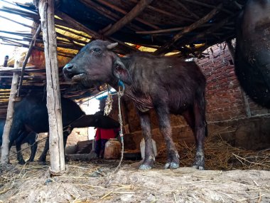 DISTRICT KATNI, INDIA - 4 HAZİRAN 2020: Bufalo yerel süt çiftliğinde seçici yüze yakın çekim.