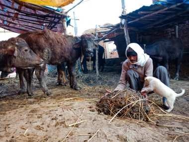 DISTRICT KATNI, INDIA - 4 HAZİRAN 2020: Mandıra erkek çiftçisi, yerel süt çiftliğinde bufalo gübresi topluyor..