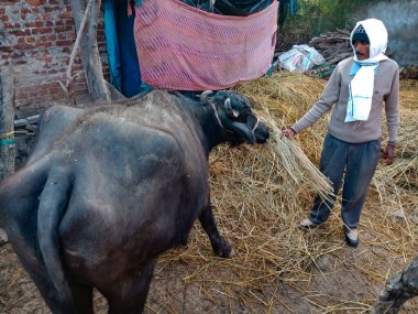 DISTRICT KATNI, INDIA - 4 HAZİRAN 2020: Yerel mandırasında bufalolara kuru ot veren geleneksel bir erkek çiftçi, Hint çiftçiliği sahnesi.
