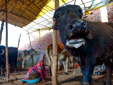 DISTRICT KATNI, INDIA - 4 HAZİRAN 2020: Bufalo yerel süt çiftliğinde seçici yüze yakın çekim.