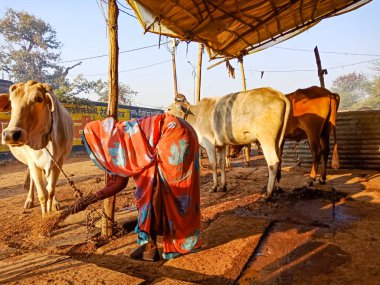 DISTRICT KATNI, INDIA - 4 HAZİRAN 2020: Bir mandıra kadın çiftçisi, yerel mandırasını temizliyor, bir Hint tarım sahnesi.
