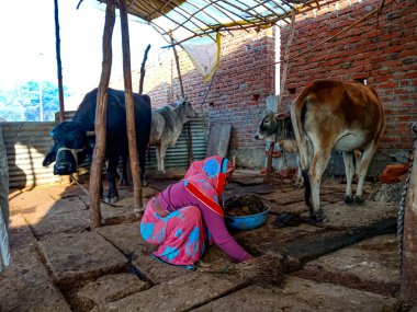 DISTRICT KATNI, INDIA - 4 HAZİRAN 2020: Yerel mandırasında bufalo gübresi toplayan bir sütçü kadın, Hint tarım sahnesi.