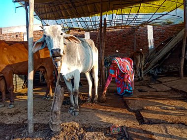 DISTRICT KATNI, INDIA - HAZİRAN 04, 2020: Yerel süt çiftliğindeki seçici yüze inek yakın çekimi, Hintli bir tarım sahnesi.