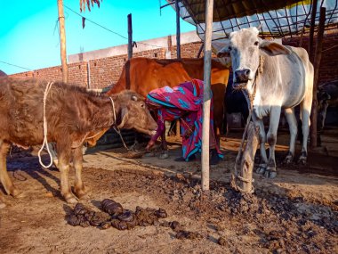 DISTRICT KATNI, INDIA - 4 HAZİRAN 2020: Yerel mandırasını temizleyen bir sütçü kadın, Hint tarım sahnesi.