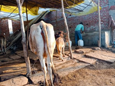 DISTRICT KATNI, INDIA - JANUARY 04, 2020: İnek 'in arka kısmı yerel süt çiftliğindeki seçici yüze yakın çekim, bir Hint tarım sahnesi.