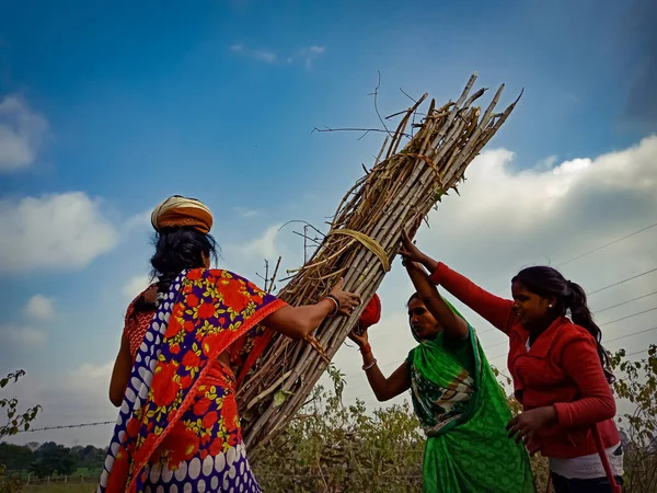 Districto Katni India Enero 2020 Tres Labores Femeninas Del Pueblo — Foto de Stock