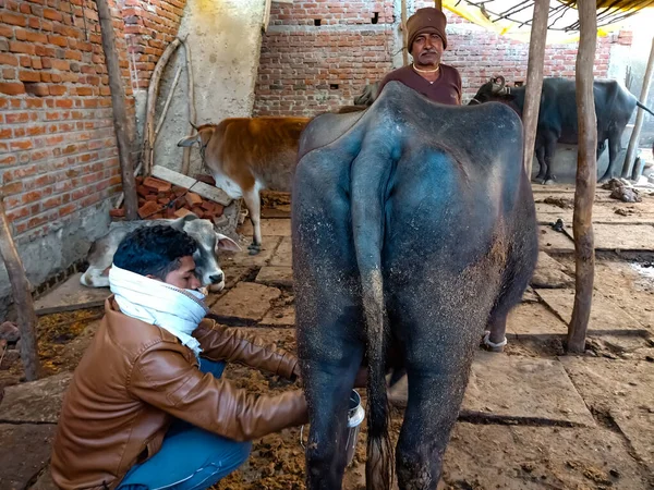 DISTRICT KATNI, INDIA - 4 HAZİRAN 2020: Bir mandıra çiftçisi, yerel mandırasında bufalosunu sağıyor, Hintli bir tarım sahnesi.