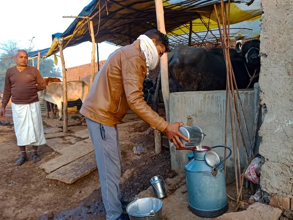 DISTRICT KATNI, INDIA - 4 HAZİRAN 2020: Yerel mandıra çiftliğinde bufalo sütü toplayan bir mandıra çiftçisi, Hint tarım sahnesi.