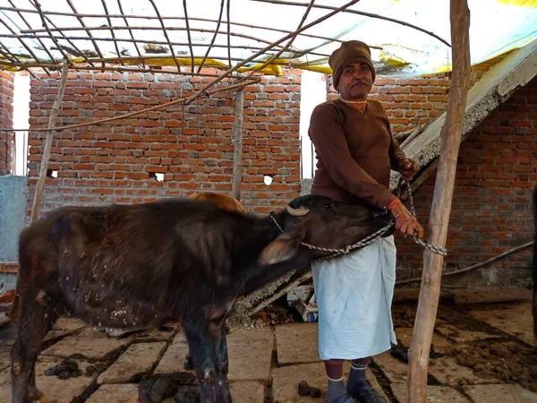DISTRICT KATNI, INDIA - 4 HAZİRAN 2020: Yerel mandırasında bufalo halatı bağlayan yaşlı bir mandıra çiftçisi, Hint tarım sahnesi.