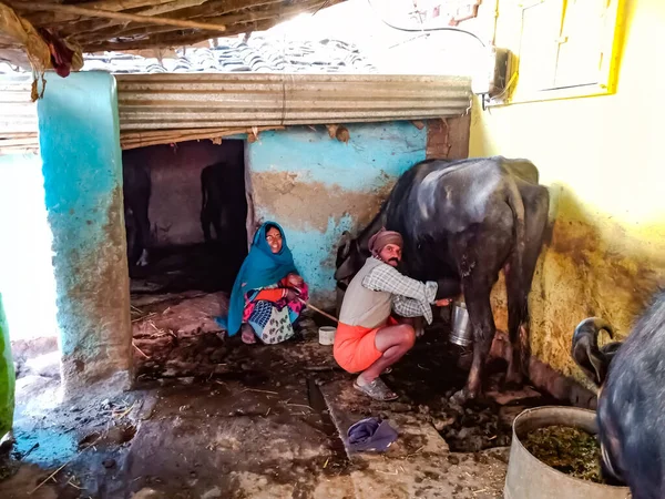 DISTRICT KATNI, INDIA - 4 HAZİRAN 2020: Mandıra çiftçisi bir çift mandıralarını kendi yerel mandırasında sağıyor, Hintli bir tarım sahnesi.