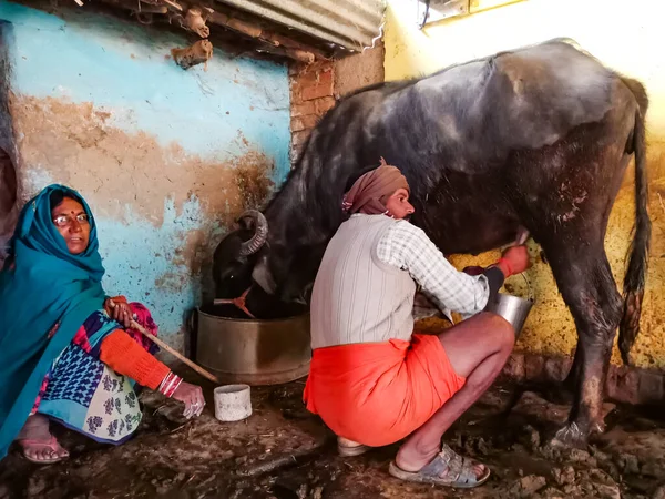 DISTRICT KATNI, INDIA - 04 Ocak 2020: Mandıra çiftçisi bir karı koca mandıralarını kendi mandırasında sağıyor, Hintli bir tarım sahnesi.