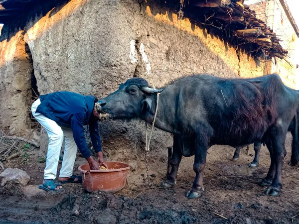 DISTRICT KATNI, INDIA - 4 HAZİRAN 2020: Bir süt çiftçisi erkek, yerel süt çiftliğinde bufalolara kuru ot teklif ediyor, bir Asya çiftliği sahnesi.