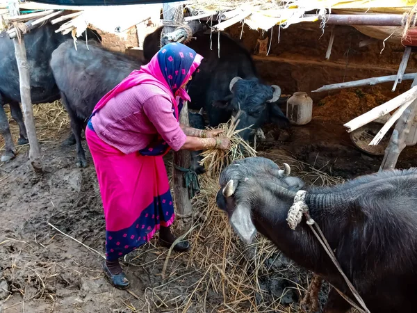 DISTRICT KATNI, INDIA - 04 Ocak 2020: Mandıra kadın çiftçisi, yerel süt çiftliğinde bufalolara kuru ot veriyor, Hint çiftliği sahnesi.