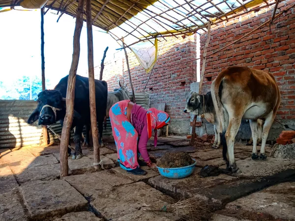 DISTRICT KATNI, INDIA - 4 HAZİRAN 2020: Mandıra kadın çiftçisi, yerel süt çiftliğinde bufalo gübresi topluyor..