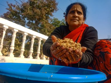 DİSTRİK KATNI, Hindistan - 18 HAZİRAN 2020: Hintli bir köy kadını doğal arka planda yıkanan buğday tohumlarını temizliyor.