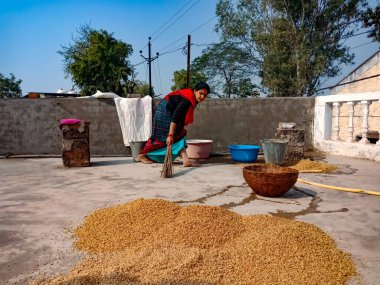 DİSTRİK KATNI, Hindistan - 18 HAZİRAN 2020: Hintli bir köy kadını doğal arka planda buğday tarlasını süpürüyor.