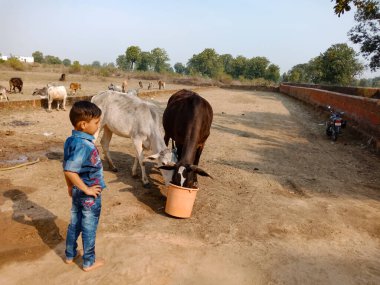 DİSTRİK BILASPUR, Hindistan - 25 Şubat 2020: Hintli küçük çocuk gökyüzü arka planındaki toprak tarlasında ineğe su veriyor.