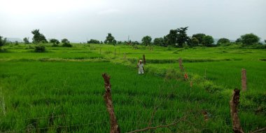 DİSTRİK KATNI, INDIA - 15 Aralık 2019: Gökyüzündeki yeşil çimen tarlasında tek başına duran bekar çiftçi.