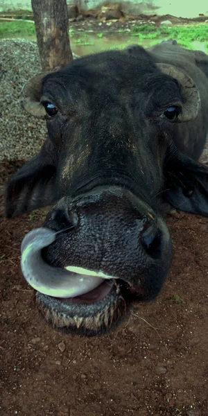Bufalo Divertente Masticare Erba Isolare Faccia Agricoltura Presentazione Animale — Foto Stock