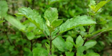Tarım alanındaki meyve toplama setiyle izole edilmiş kutsal fesleğen yaprağı doğal toprak arkaplanı üretir..