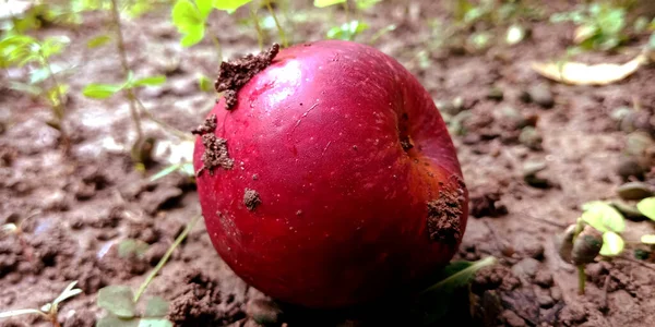Pomme Rouge Isolée Avec Ensemble Collecte Feuilles Agriculture Produisent Sol — Photo