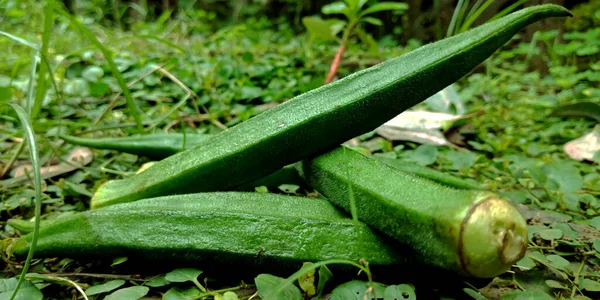 Ladyfinger Isolé Avec Ensemble Collecte Fruits Agriculture Produisent Fond Terre — Photo