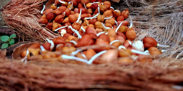 鲜色分离鹰嘴豆 配以成套配料 用于椰子表面展示促销 — 图库照片