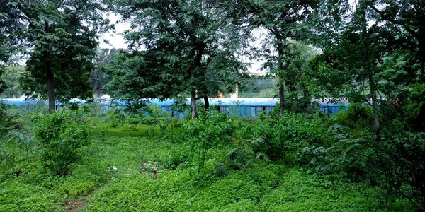 Tren Indio Detrás Fondo Planta Verde — Foto de Stock