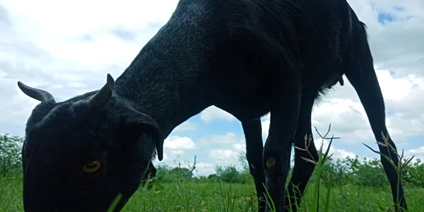 Zemědělské Venkovské Zázemí Černými Domácími Savci Panoramatický Pohled Jarní Krajinu — Stock fotografie