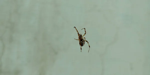 白墙背景上孤立的蜘蛛 — 图库照片