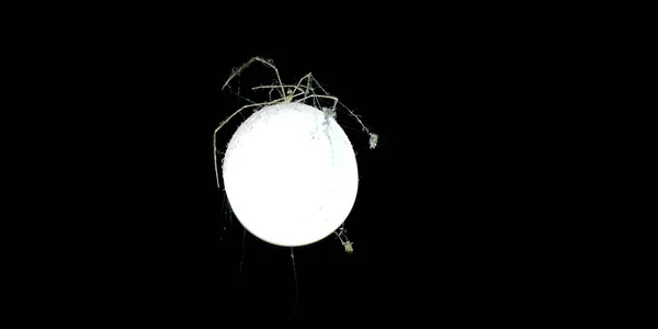 Dead Spider Led Light Bulb Black Background — Stock Photo, Image