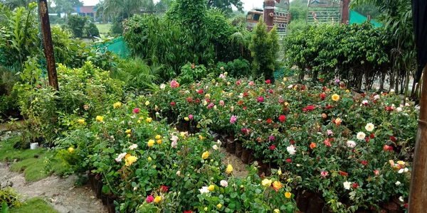 Fond Rural Agricole Avec Une Belle Plante Fleurs Croissance Vue — Photo