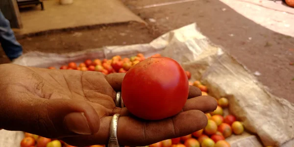 Tomate Rouge Fraîche Main Isoler Avec Mélanger Les Produits Agricoles — Photo