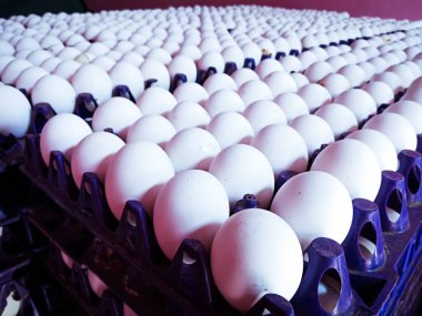 Hindistandaki bir sokak yemekhanesinde tavuklu beyaz yumurta. Baharatlı yumurta kızartma, rulo, yakın çekim.