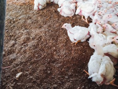 Tavuklu kümes hayvanı çiftliği. Çiftlik işleri, çiftlik hayvanları için konut işleri, ev içinde beyaz tavuk çiftliği. Et ve yumurta üretimi için canlı tavuk depoda.