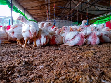 Tavuklu kümes hayvanı çiftliği. Çiftlik işleri, çiftlik hayvanları için konut işleri, ev içinde beyaz tavuk çiftliği. Et ve yumurta üretimi için canlı tavuk depoda.