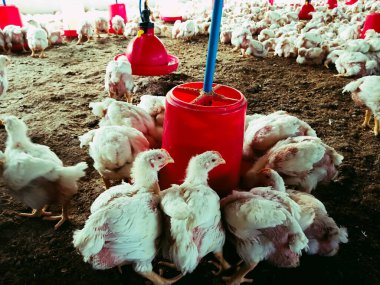 Beyaz tavuklar bir kümes hayvanı çiftliğinde kuş çiftliklerinde, büyüyen kuşlar için bir çiftlik, yakın plan, tavuk.
