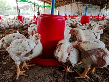 Yerli tavuklar bir kümes hayvanı çiftliğinde kuş çiftliklerinde oturuyorlar, büyüyen kuşlar için bir çiftlik, yakın plan, tavuk.