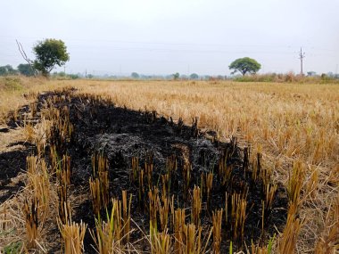 Bahçede eski kuru otları yakmak. Tarlada yanan kuru otlar. Orman yangını. Sakal tarlası çiftçiler tarafından yakılıyor. Sahada yangın.