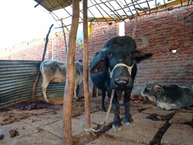 Süt çiftliğindeki bufalolar. Mandıra çiftliği, bufalo yoğurdu ve peynir üretiminde uzmandır..