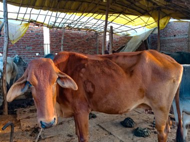 Süt çiftliğindeki inek. Süt çiftliği memelilerin yoğurt ve peynir üretiminde uzmanlaşmıştır..